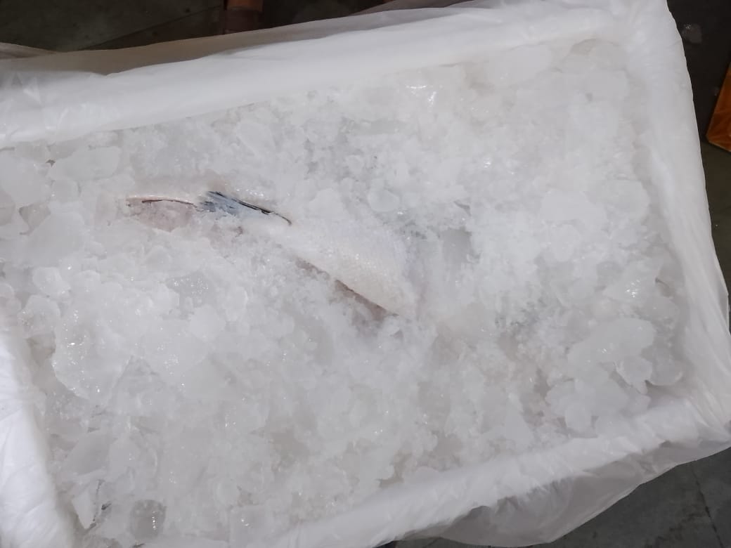 Salmón entero fresco, refrigerado, eviscerado con cabeza, 4-5 kg, grado Sashimi de grado A