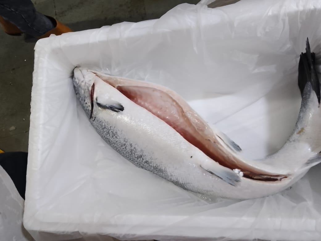 Salmón entero fresco, refrigerado, eviscerado con cabeza, 4-5 kg, grado Sashimi de grado A