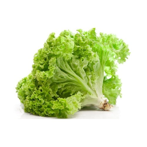 Lettuce Simpson 200gm