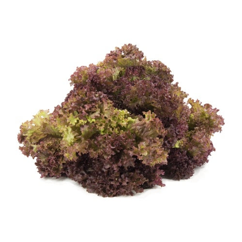 Lettuce Lollo Rossa 200gm