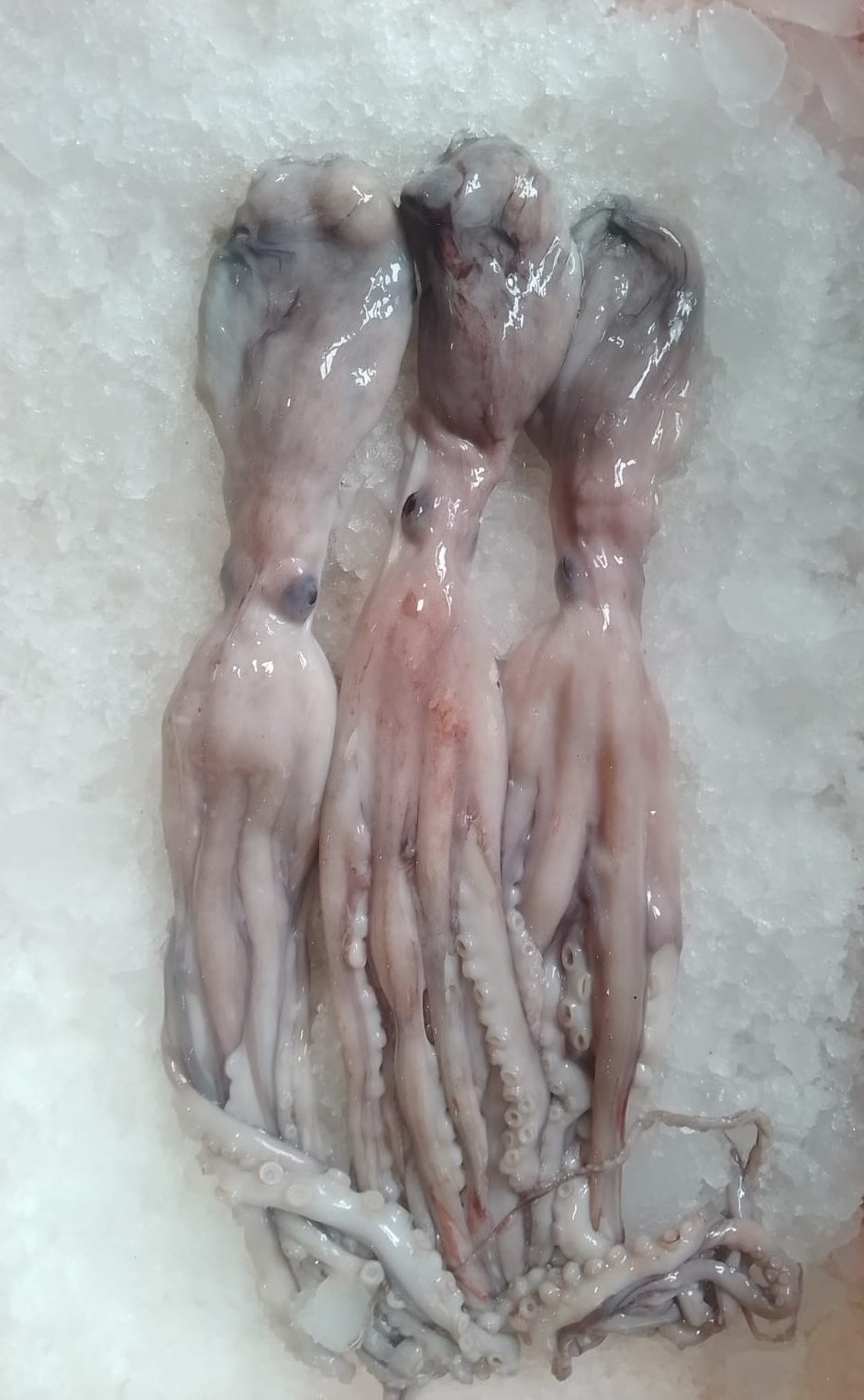 Octopus Fresh Whole