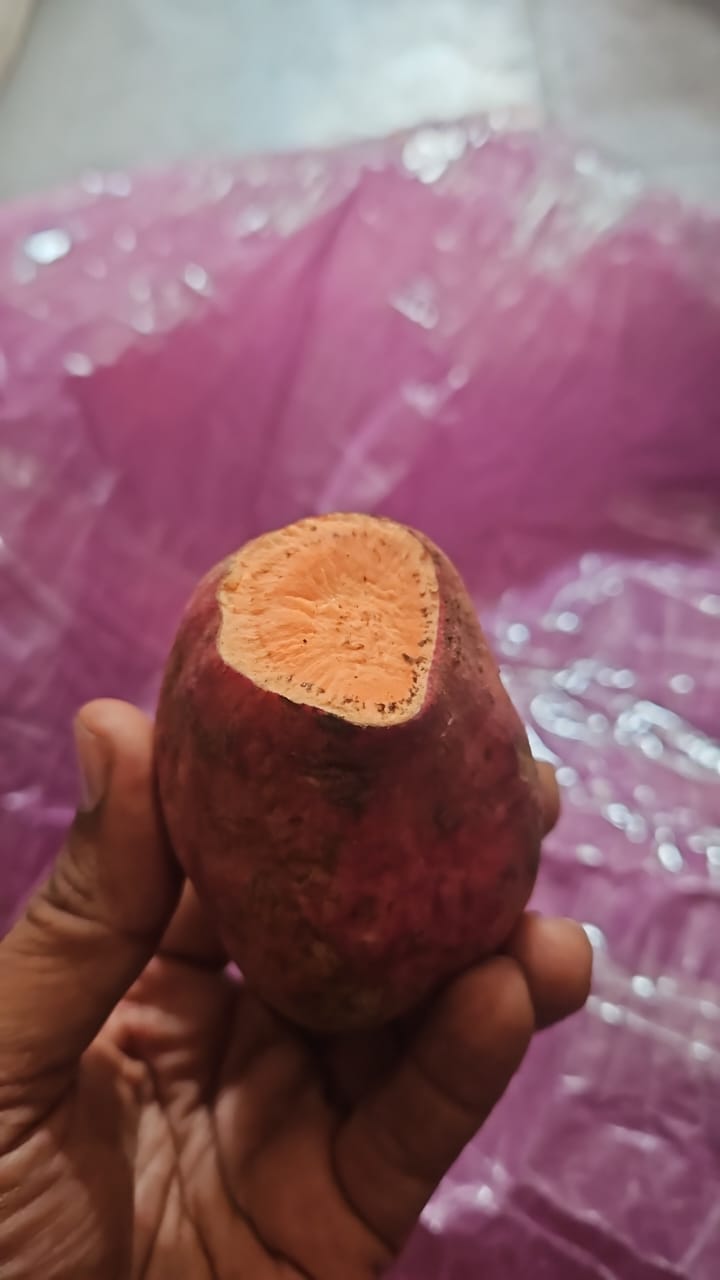 Sweet Orange Potato Imported
