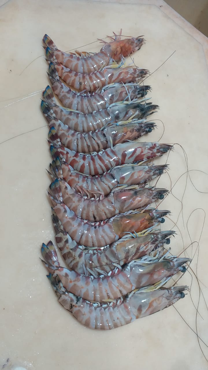 Prawns Fresh Whole