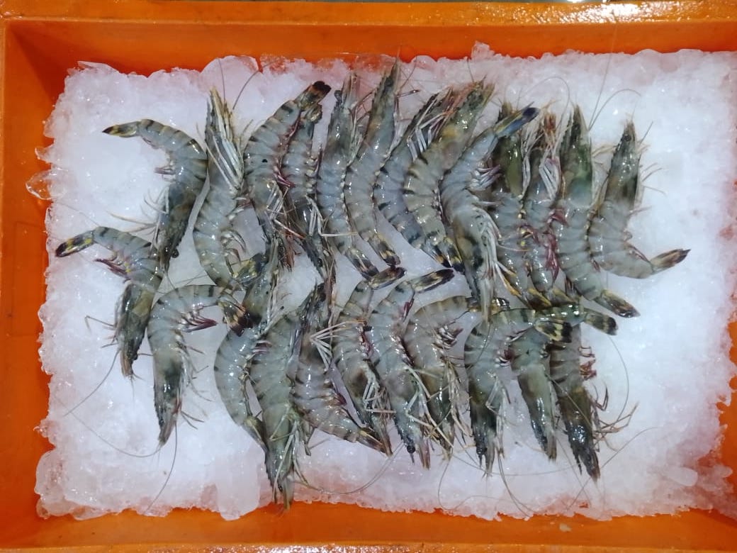 Tiger Prawns - reddotgreendot