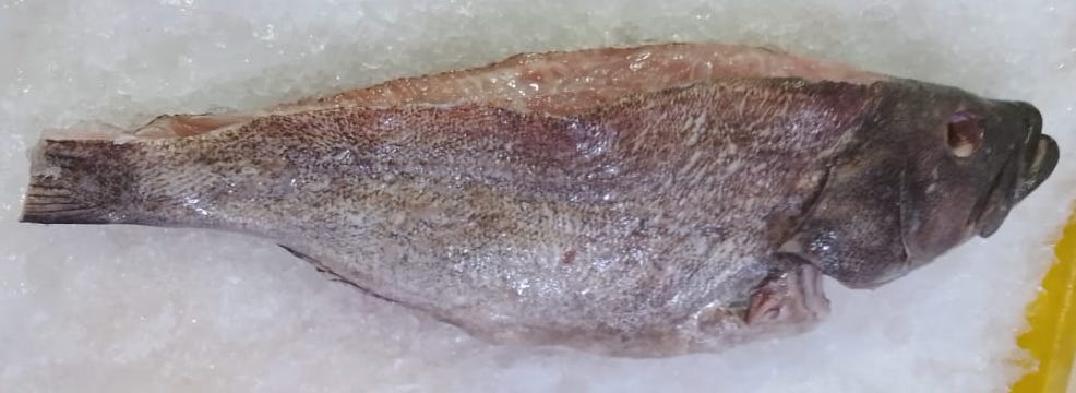 Black Cod Fish Fresh Sablefish - reddotgreendot