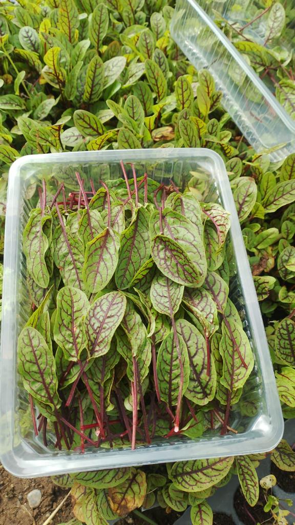 Sorrel Leaves