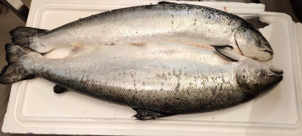 Salmón entero fresco, refrigerado, eviscerado con cabeza, 4-5 kg, grado Sashimi de grado A