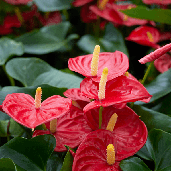 Anthurium - reddotgreendot