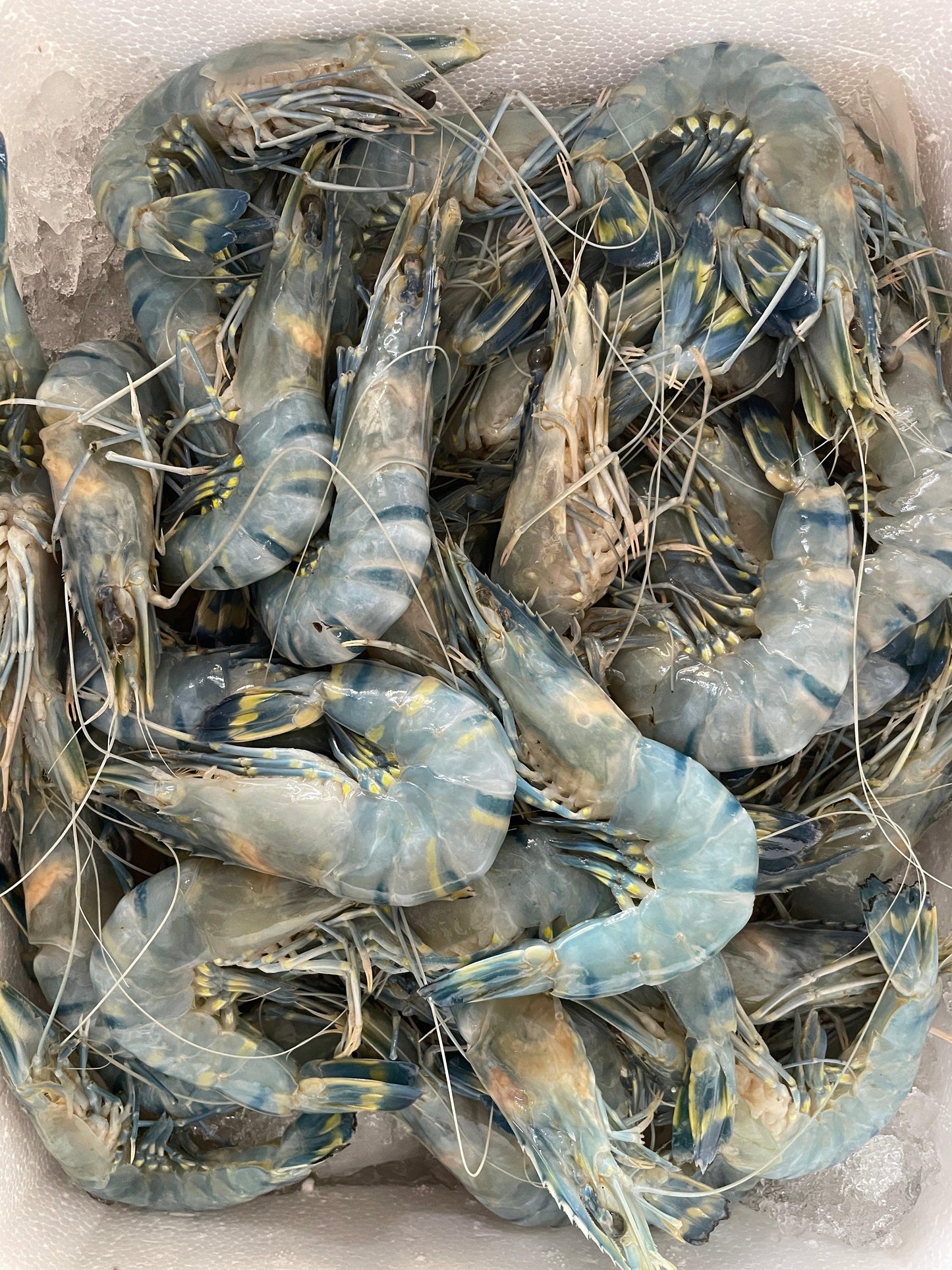 Prawns Blue Sea 25 count/kg Fresh Whole - reddotgreendot