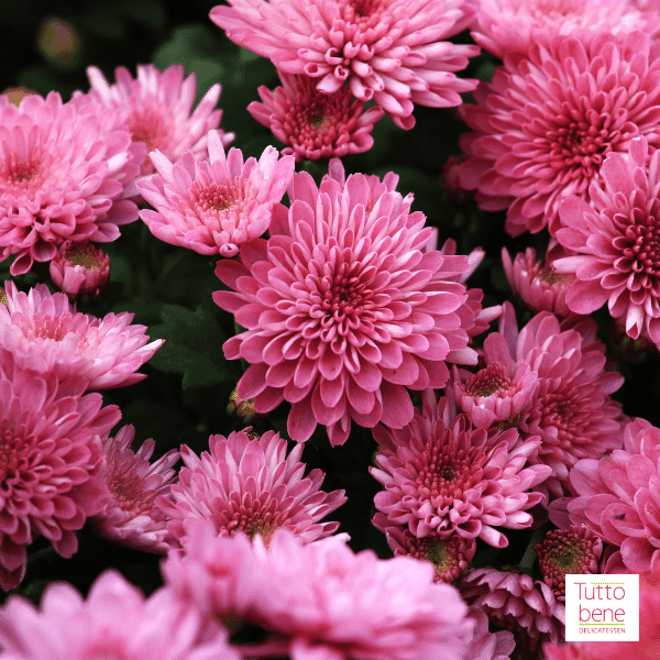 Chrysanthemum - reddotgreendot