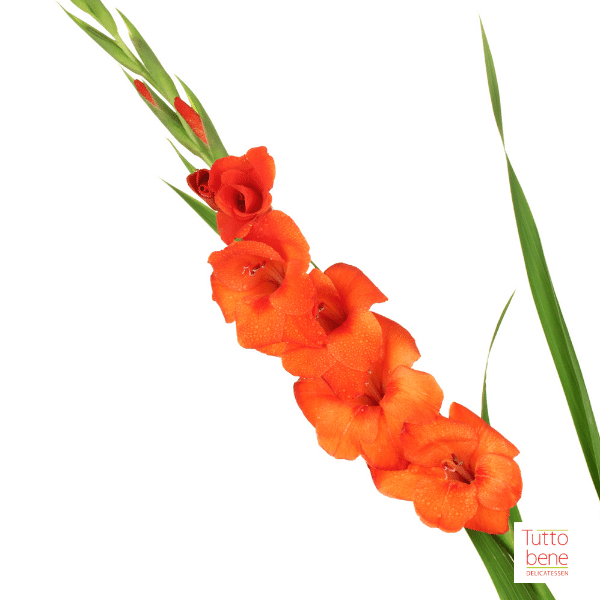 Gladiolus - reddotgreendot