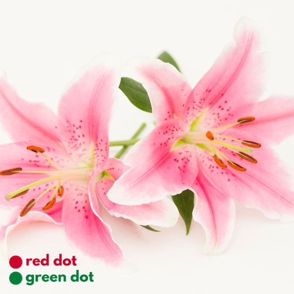 Asiatic Lily - reddotgreendot