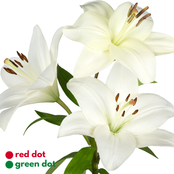 Asiatic Lily - reddotgreendot