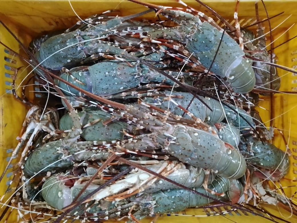 Lobsters Fresh Whole - reddotgreendot