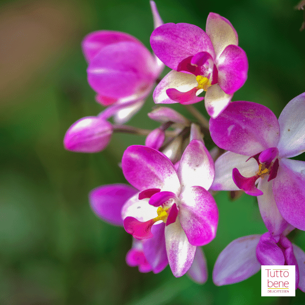  Orquídeas moradas naturales con cinta impresa personalizada. :  Comida Gourmet y Alimentos