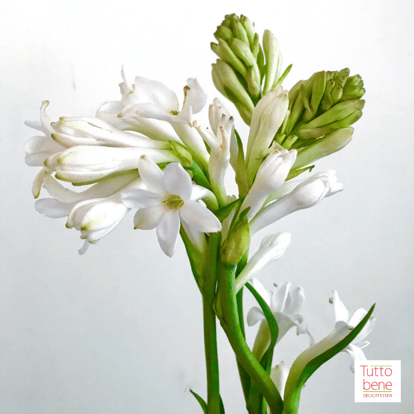 Tuberose - reddotgreendot