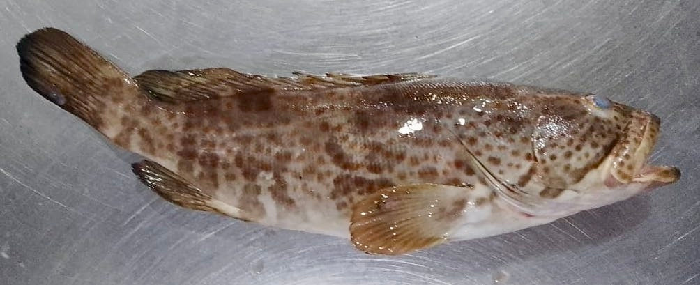 Grouper Fish Fresh - reddotgreendot