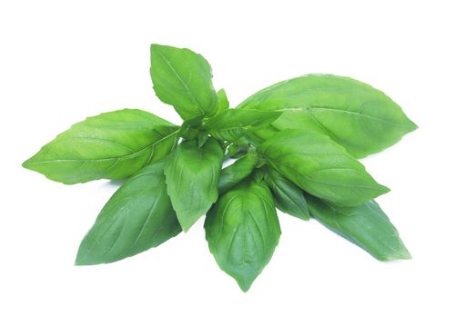 Italian Basil (Hydroponic) 50g