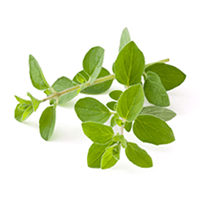 Fresh Oregano 100g