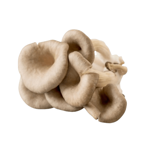 Oyster Mushroom Fresh 200g