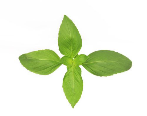 Fresh Thai Basil (Hydroponic) 50g