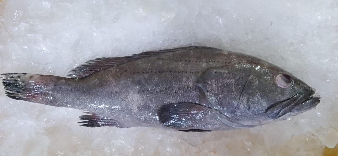 Black Cod Fish Fresh Sablefish - reddotgreendot
