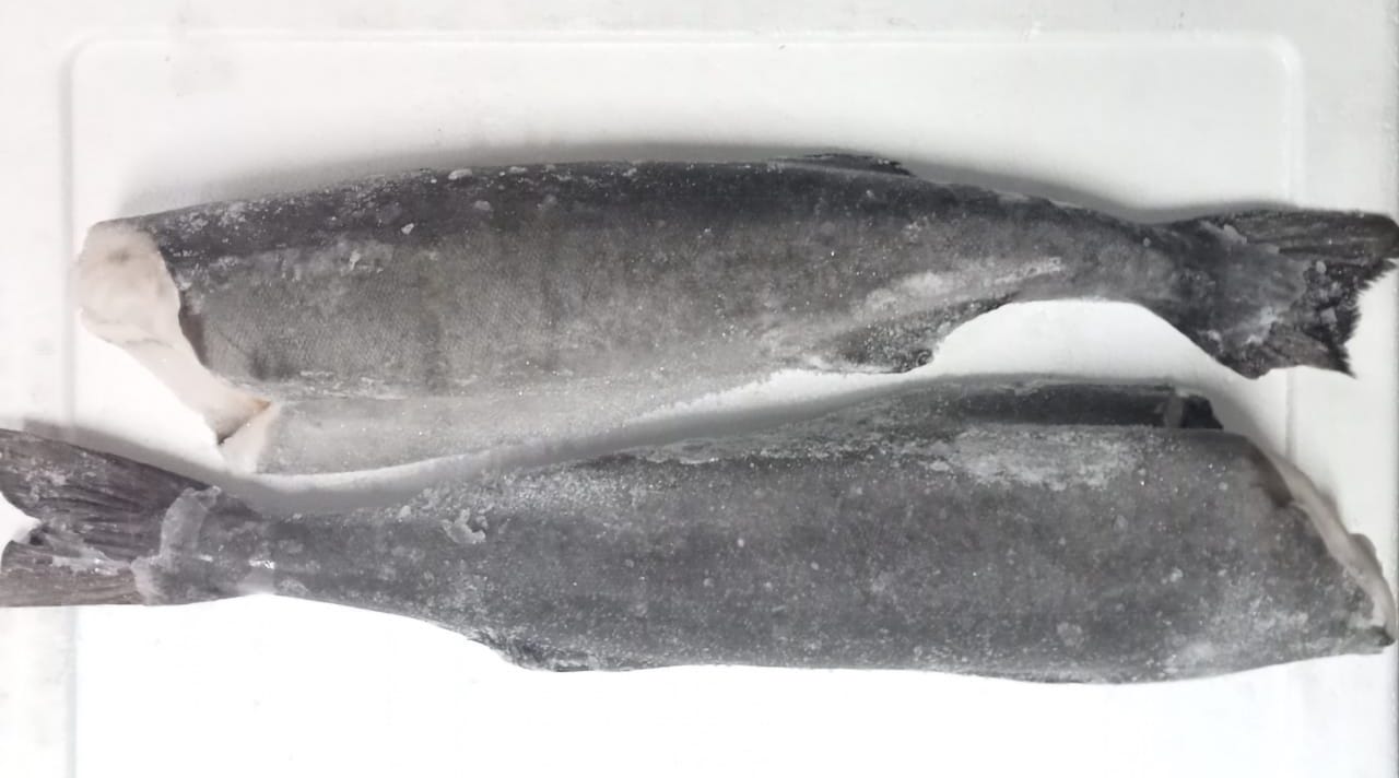 Black Cod Whole (without Head) Frozen 1.80-2.0kg - reddotgreendot