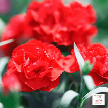 Carnations - reddotgreendot