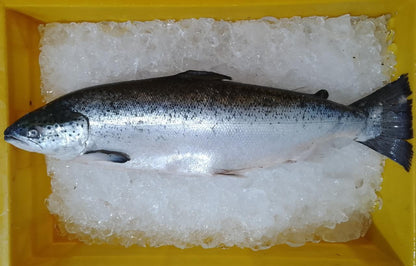 Fresh Salmon - reddotgreendot