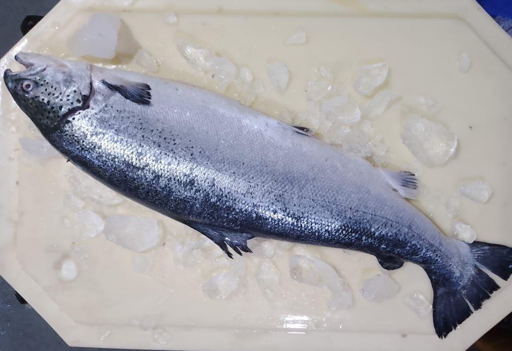 Fresh Salmon - reddotgreendot