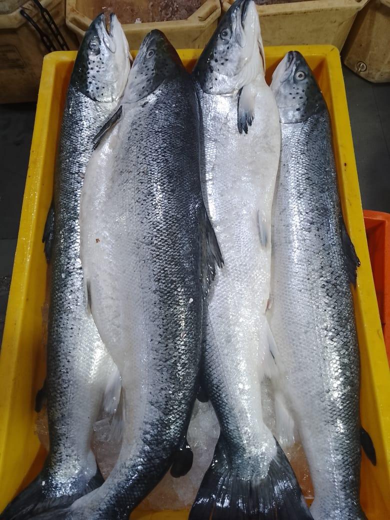 Fresh Salmon - reddotgreendot