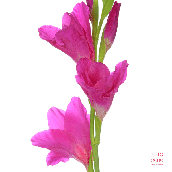 Gladiolus - reddotgreendot