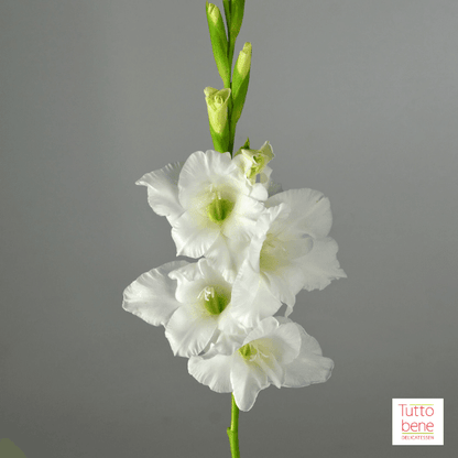 Gladiolus - reddotgreendot