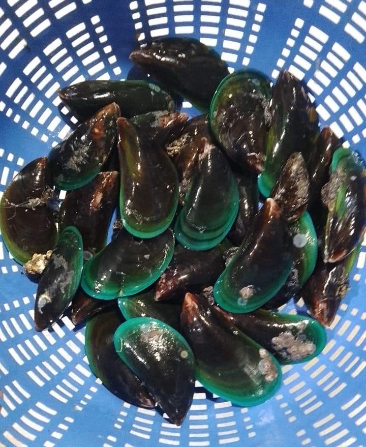 Green Mussels Fresh - reddotgreendot