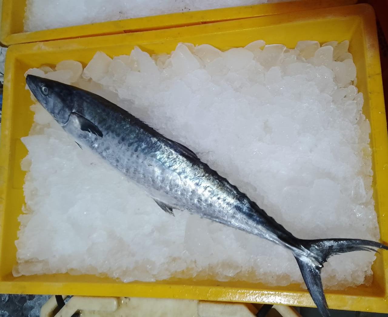 King Fish Big Surmai Fresh Whole – reddotgreendot