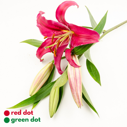 Asiatic Lily - reddotgreendot