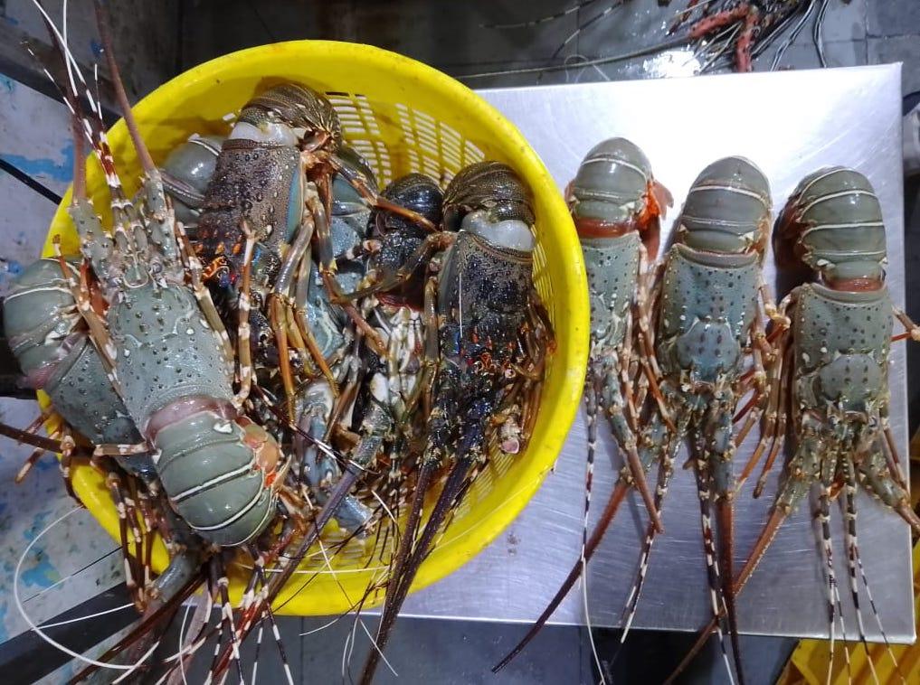 Lobsters Fresh Whole - reddotgreendot