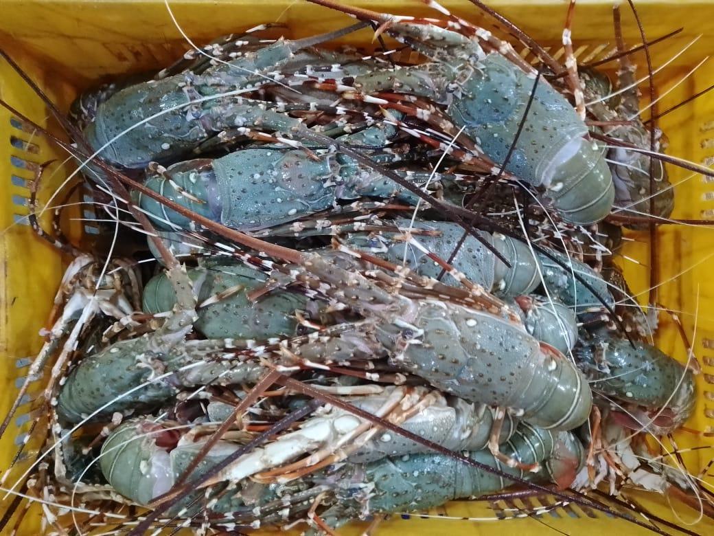 Lobsters Fresh Whole - reddotgreendot