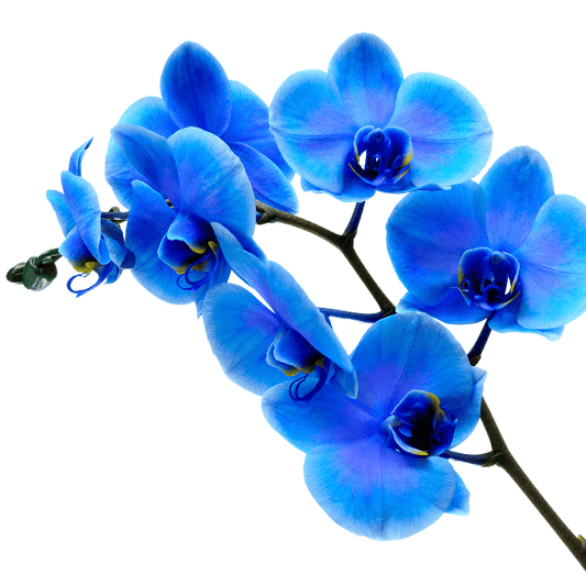 Blue Orchids - reddotgreendot