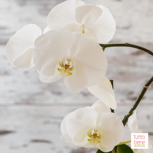 White Orchids - reddotgreendot