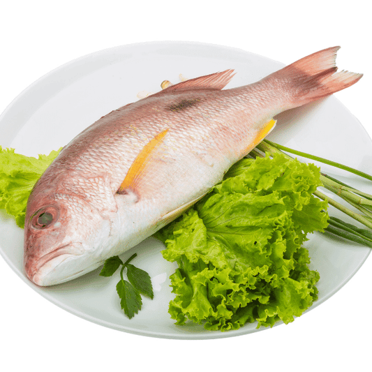 Red Snapper Tambosi Fresh Whole - reddotgreendot