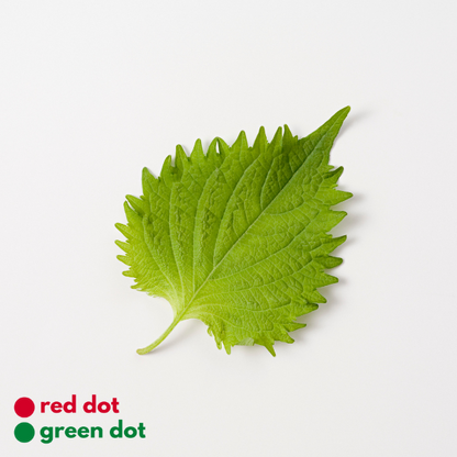 Shisho Leaves - reddotgreendot