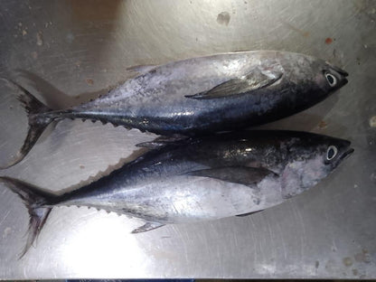 Tuna Fresh Whole - reddotgreendot